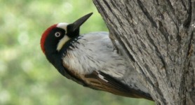 woodpecker-by-Linda-Tanner